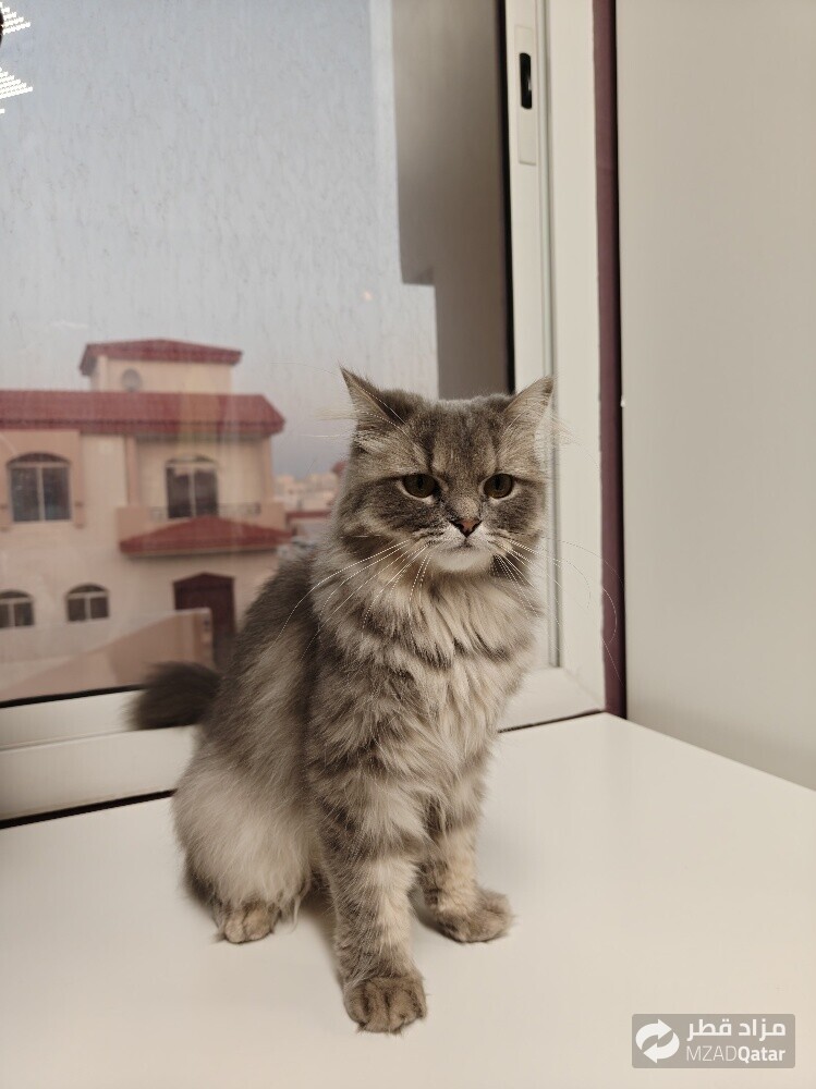 Persian Doll Face Cat - Female - 3