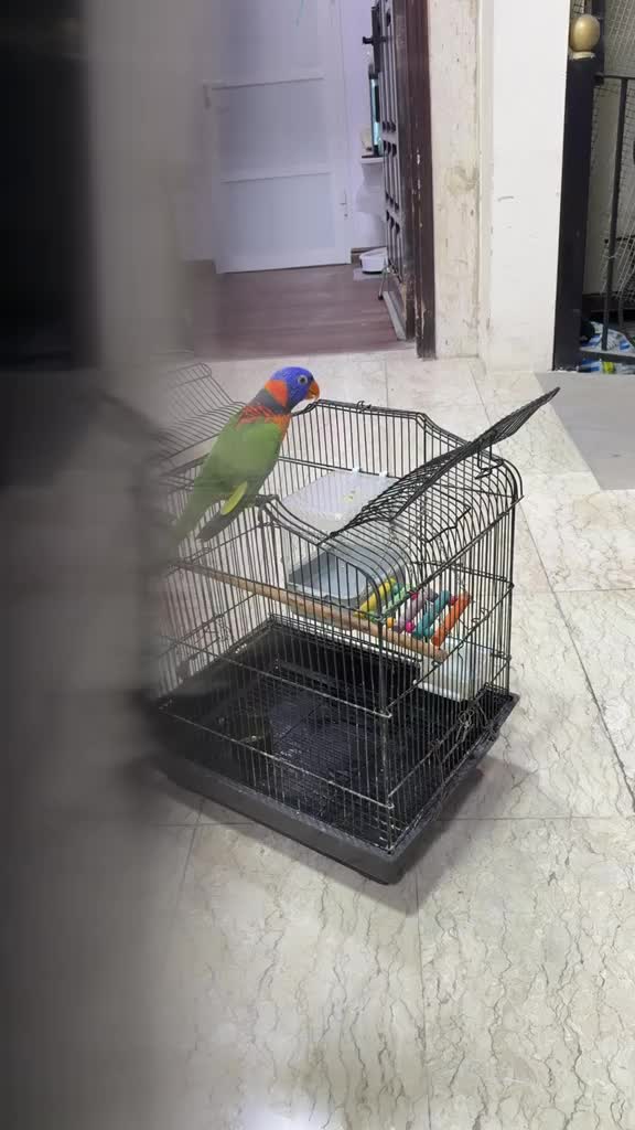 ببغاء لوري تبادل مع أمازون - 1