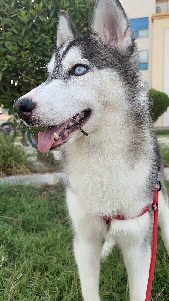 Siberian Husky - 3