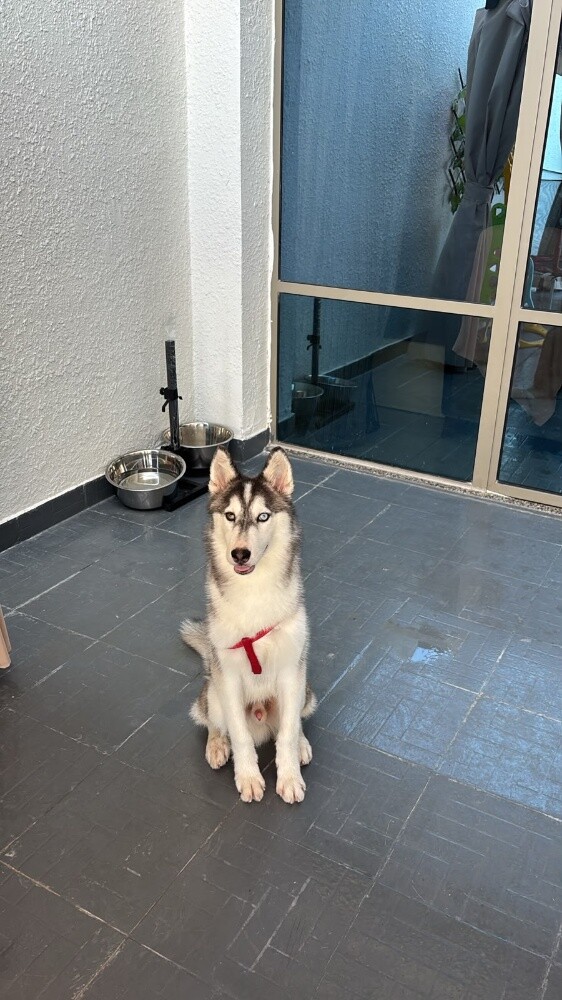 Siberian Husky - 1
