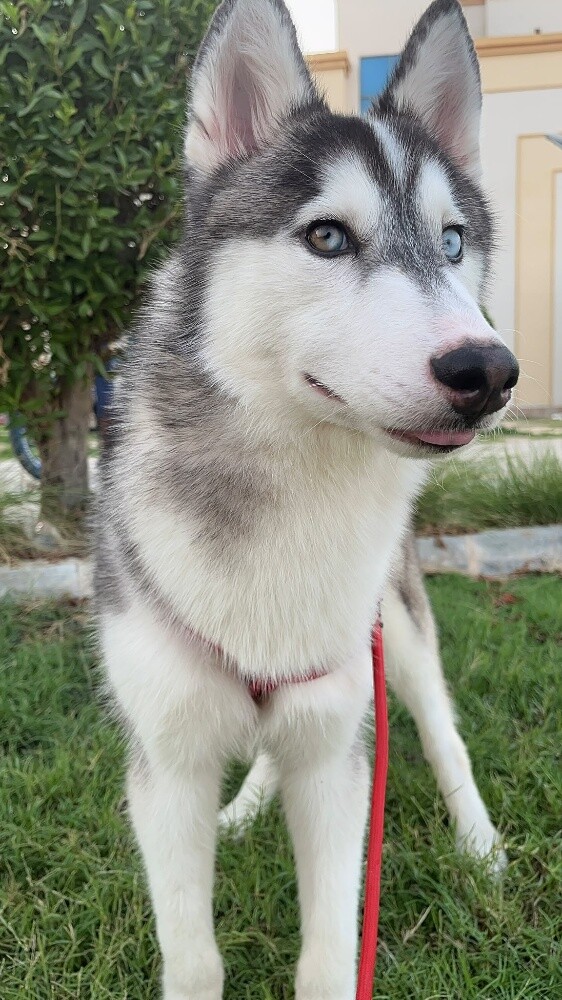 Siberian Husky - 2