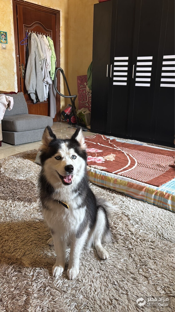 husky girl - 1