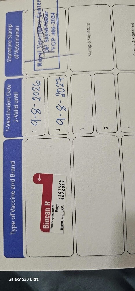 القط البريطاني الثلجي - 4