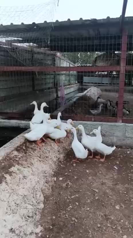 بط منتج و سلم - 1