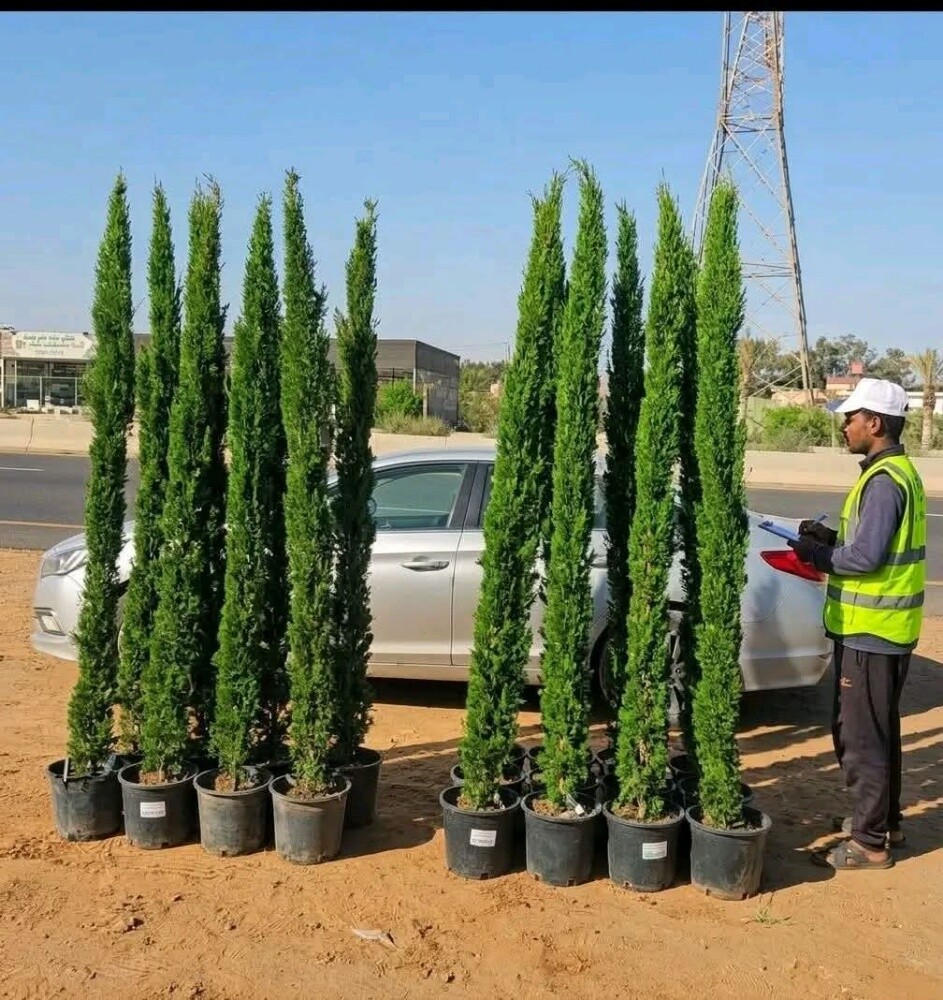 زراع - 2