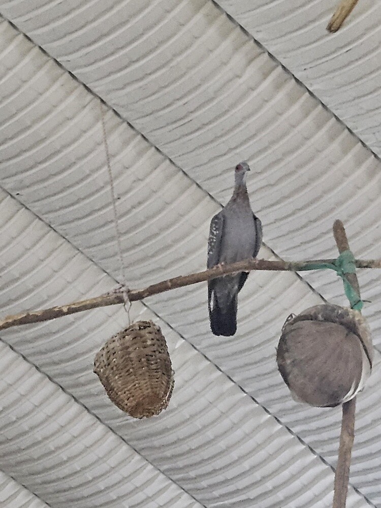 مطلوب طيور محميه - 1