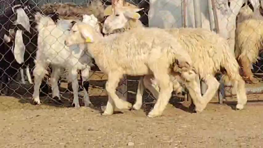 للبيع طلي رخله - 1