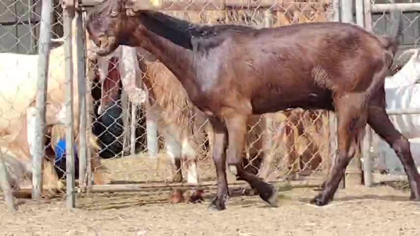 اللبع عنزا شاميه طيبه - 6