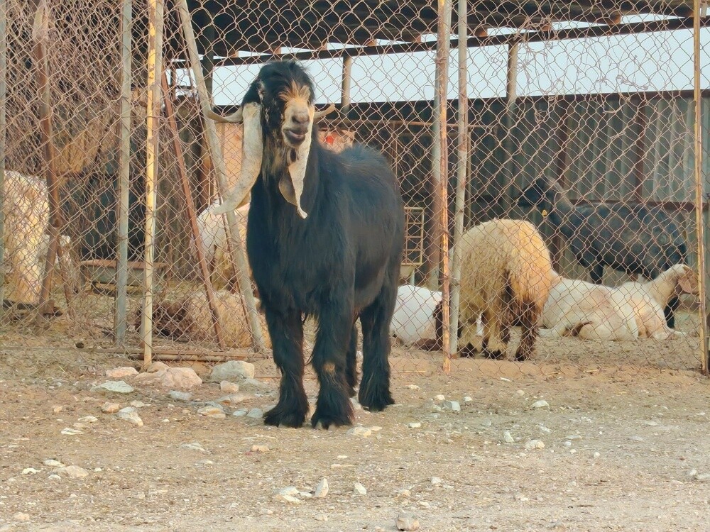 تيس فحل عارضي طيب حار ومنتج - 1