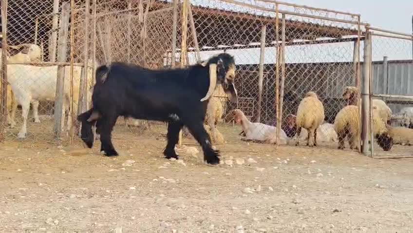 تيس فحل عارضي طيب حار ومنتج - 4