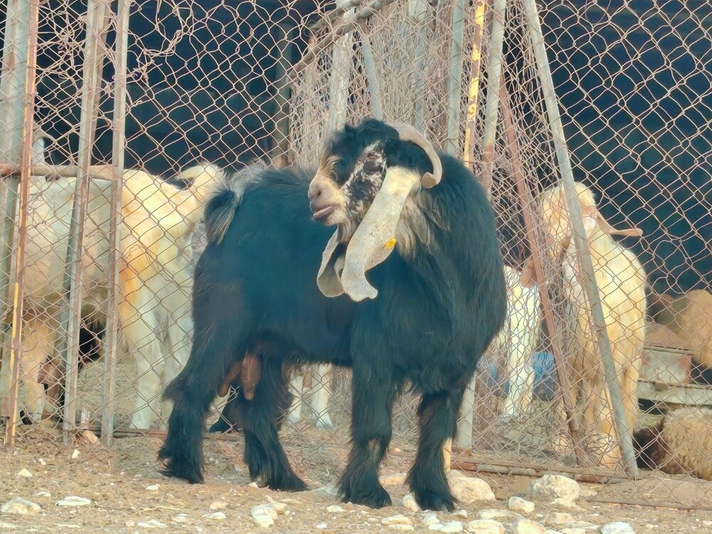 تيس فحل عارضي طيب حار ومنتج - 2