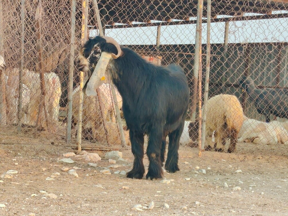 تيس فحل عارضي طيب حار ومنتج - 3