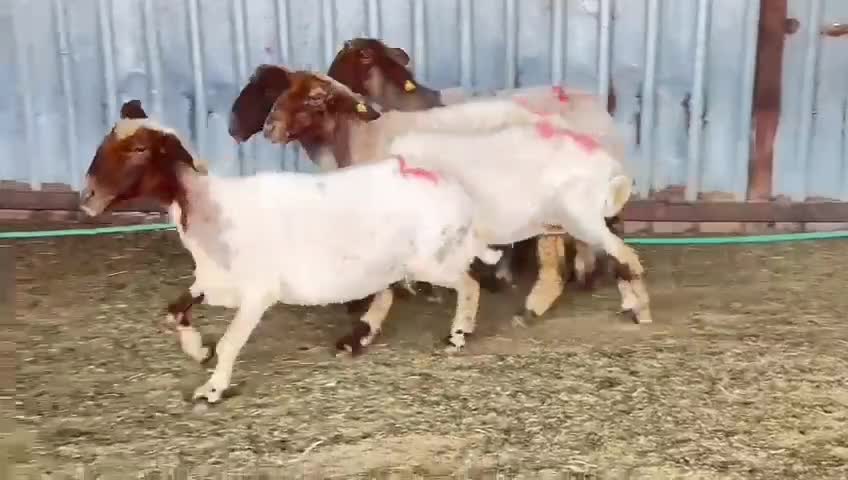 للبيع غنم سوريه دفيع شرط سونار - 1