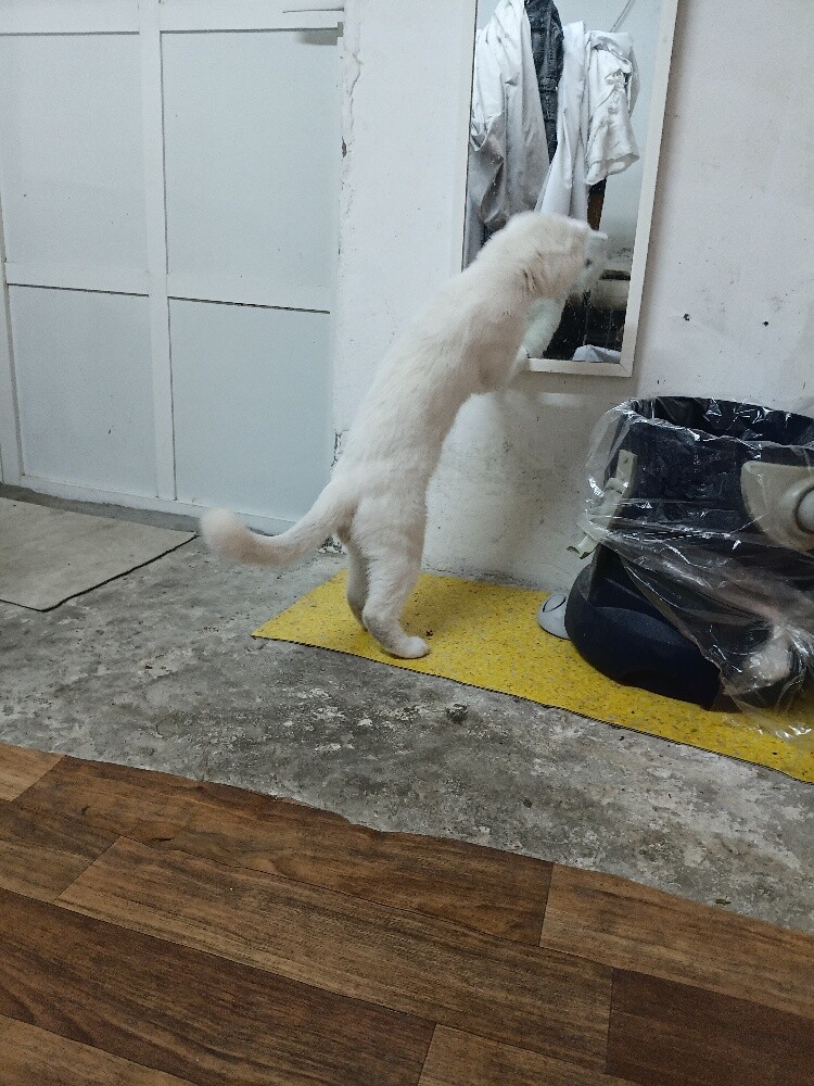 shiraze  cat - 1