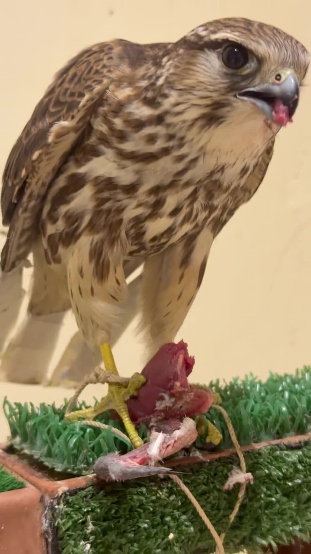 مارلن - 1