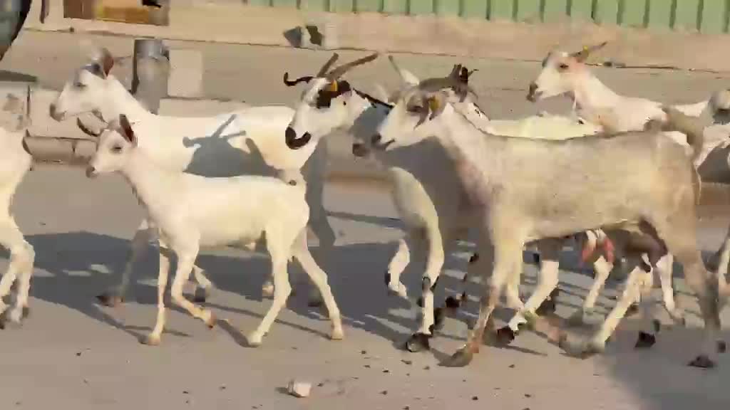 للبيع - 3