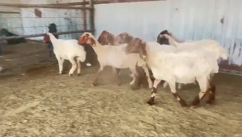 للبيع غنم سوريه طيبه - 1