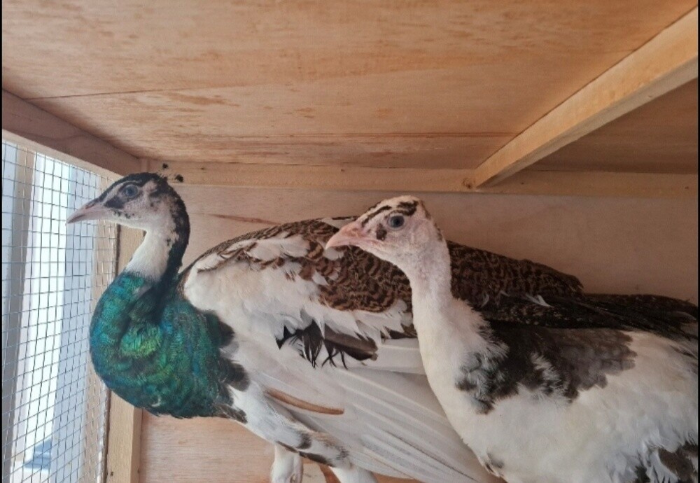 طاووس الوان - 2