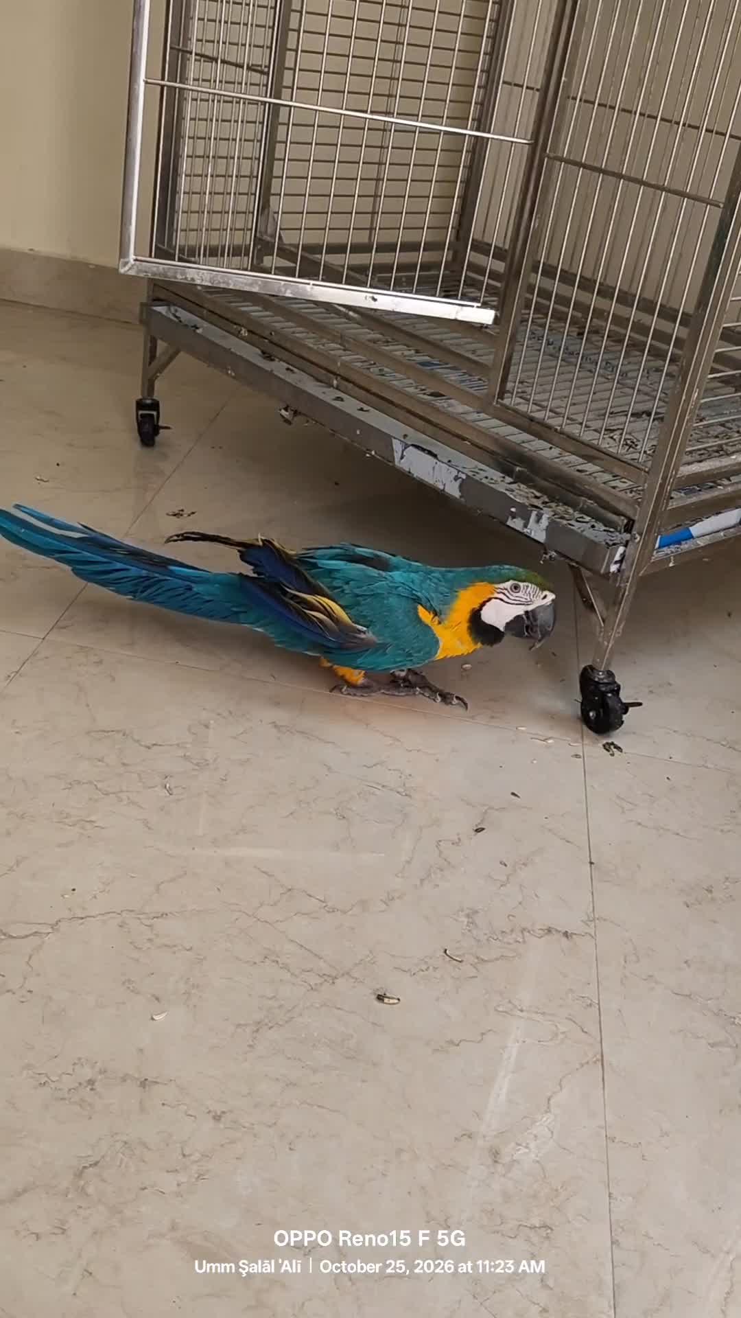 Macaws - 2