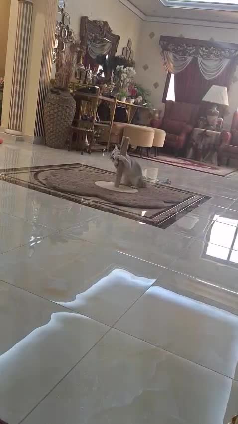 القط البريطاني الثلجي - 7