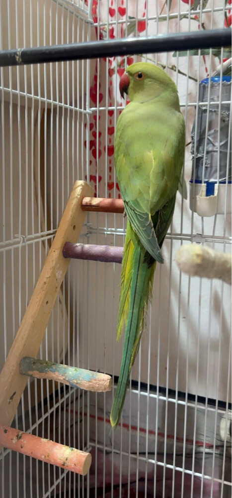 green parrot  - 2