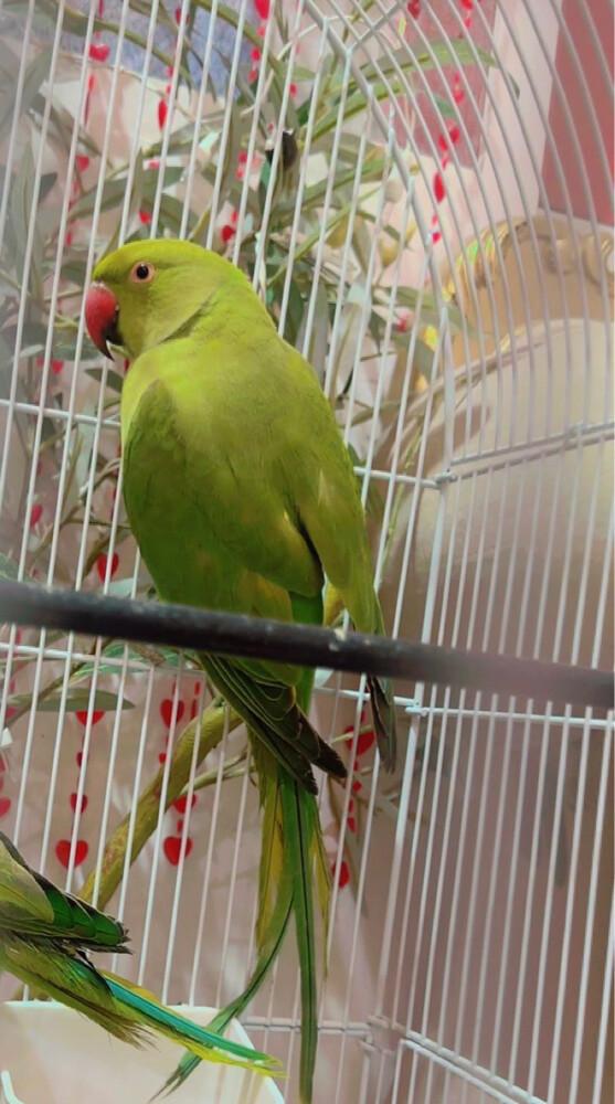green parrot  - 1