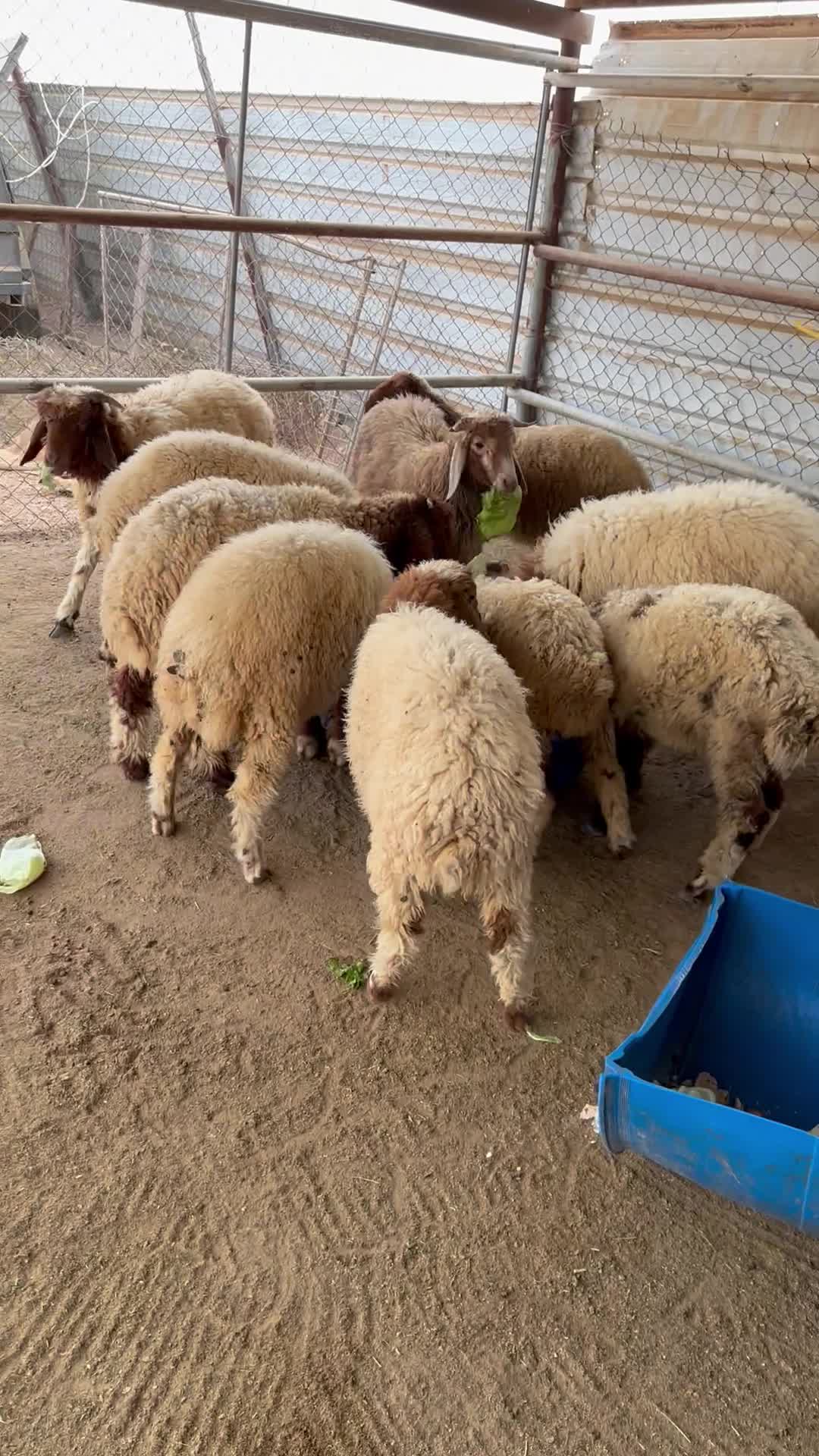 طليان للبيع - 1