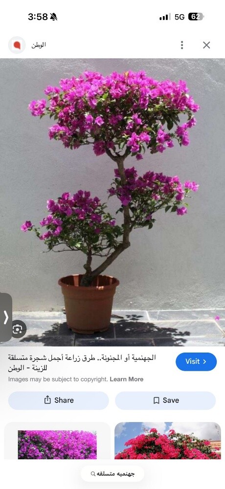 تنسبق وزراعه الحدايق - 2