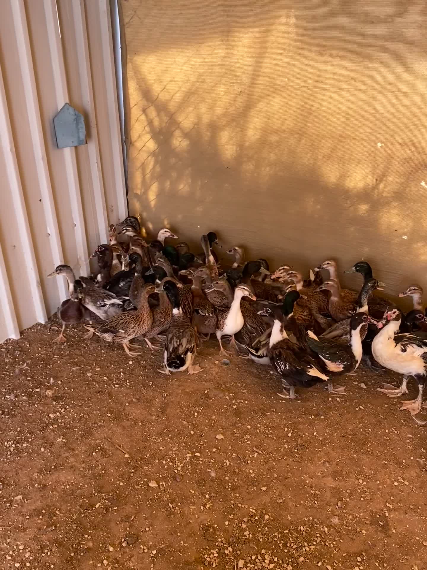 بط بني عادي - 4