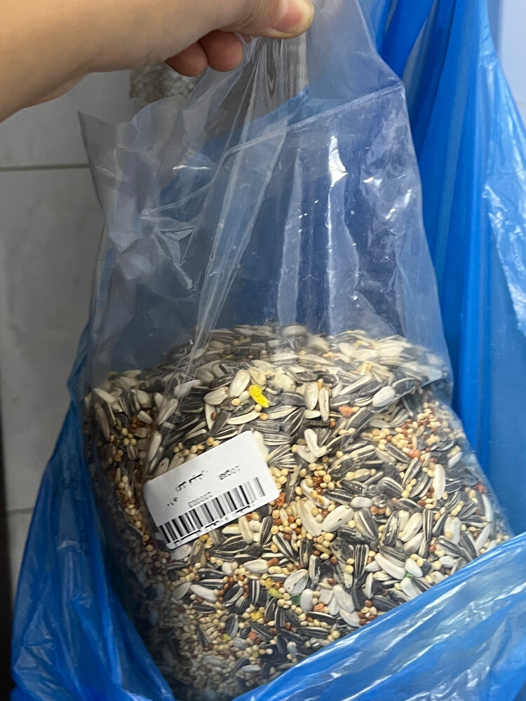 ببغاء باينابل مدرب أنا مسميه مشمش - 6