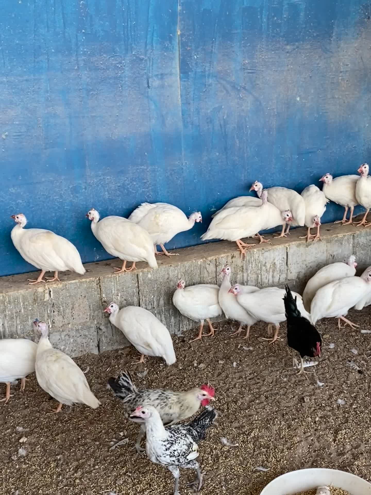 دجاج حبشي - 3