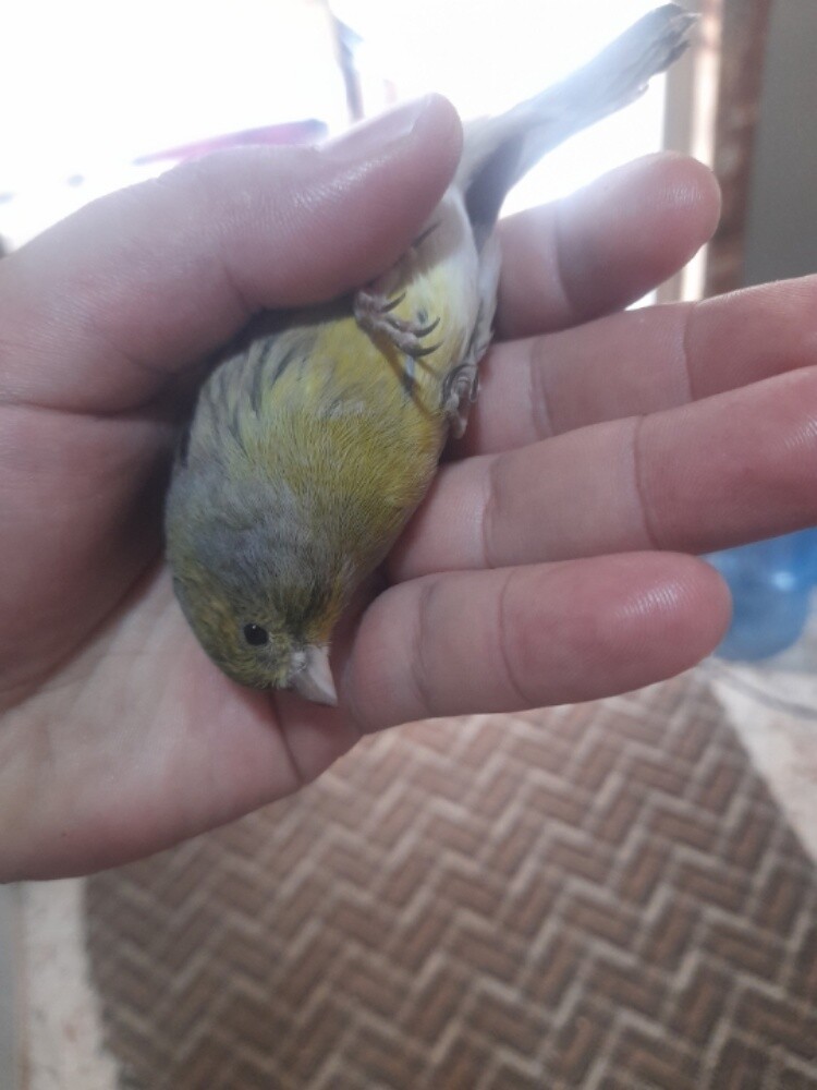 green Canary - 2