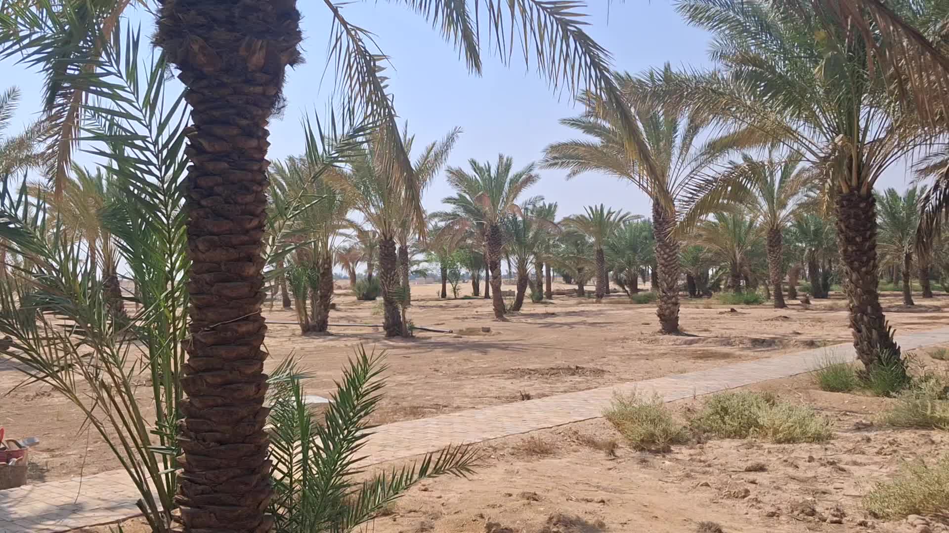 نخل متنوع - 1