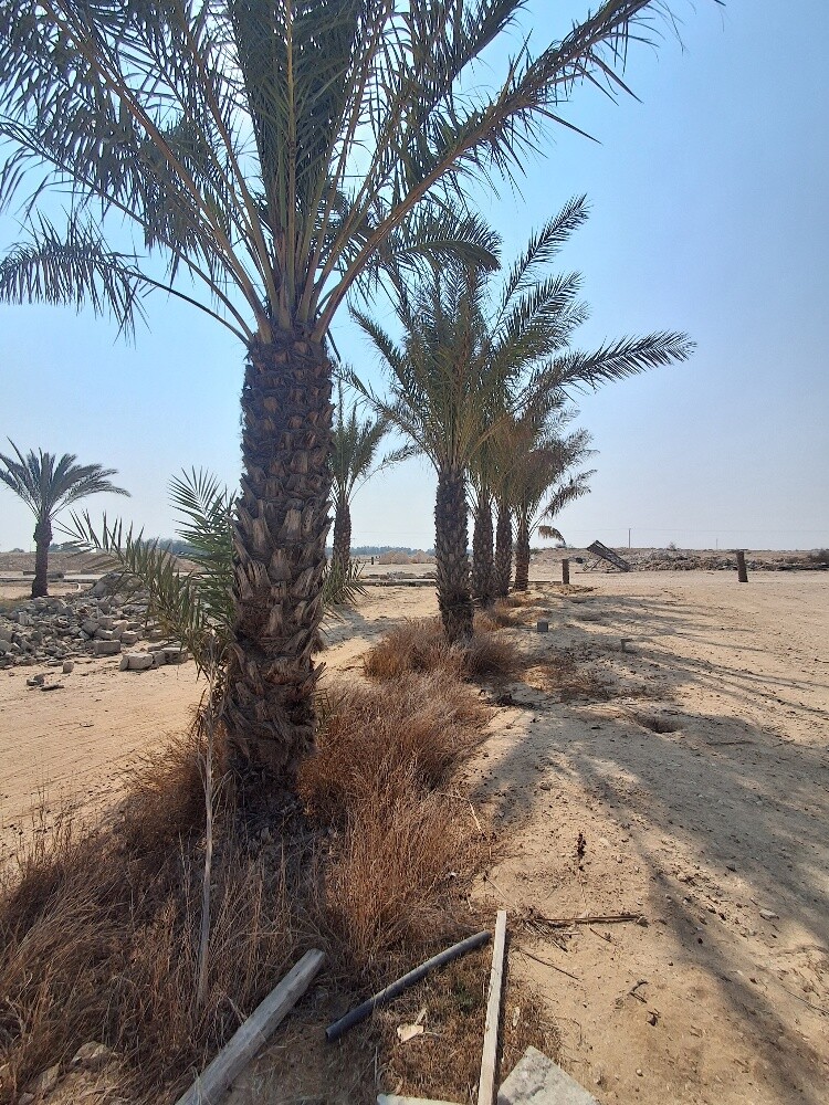 نخل متنوع - 2