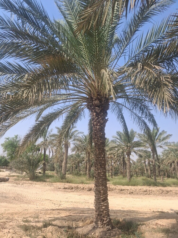 نخل متنوع - 3