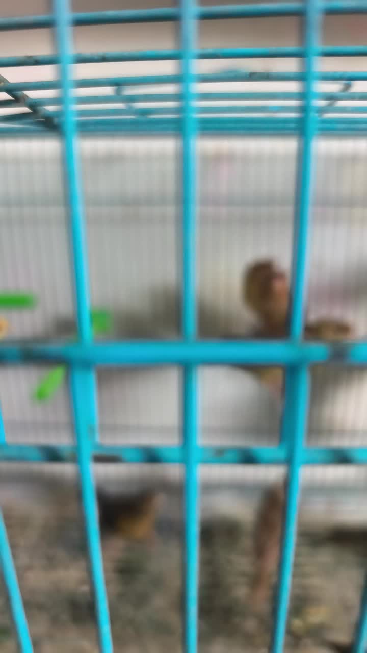 A group of birds for sale - 1