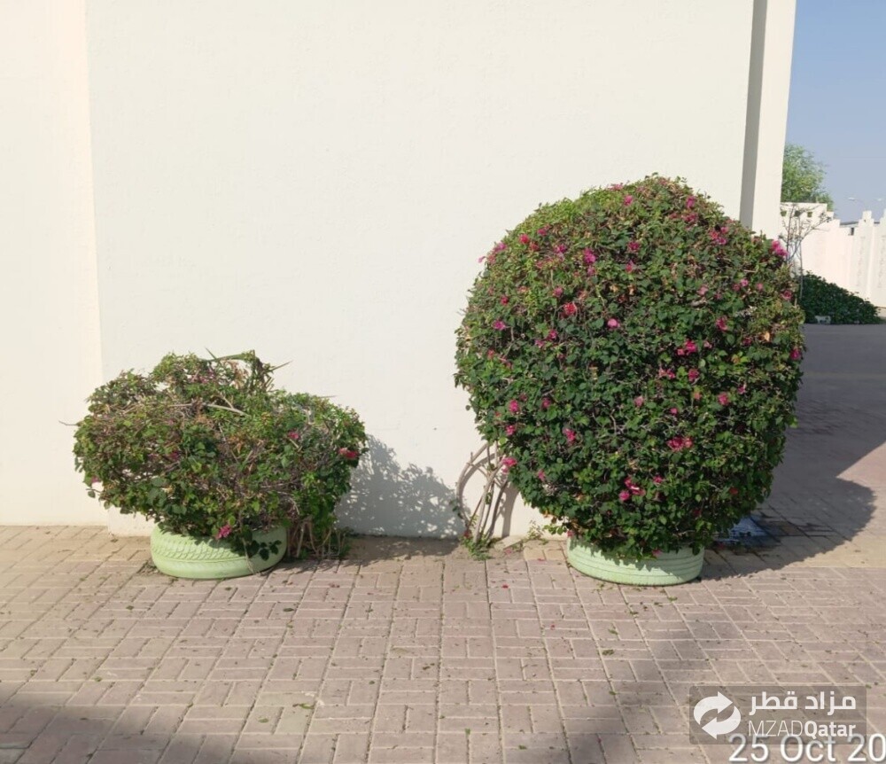 متخصص في زراعة وتنسيق الحدائق وزر - 2