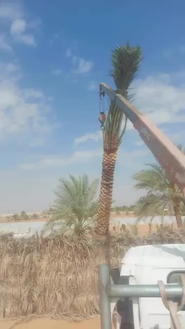 خدمات نقل وزراعة لكل الاشجار - 1