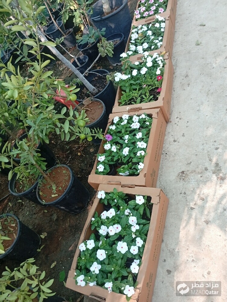 شكبه الراي تطبيقات الراي - 20