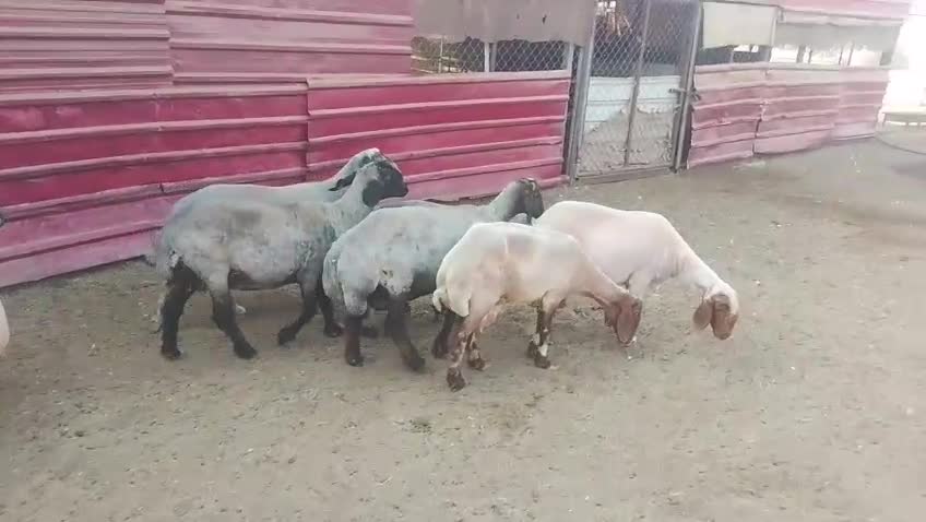 Suhaym Farm - 1