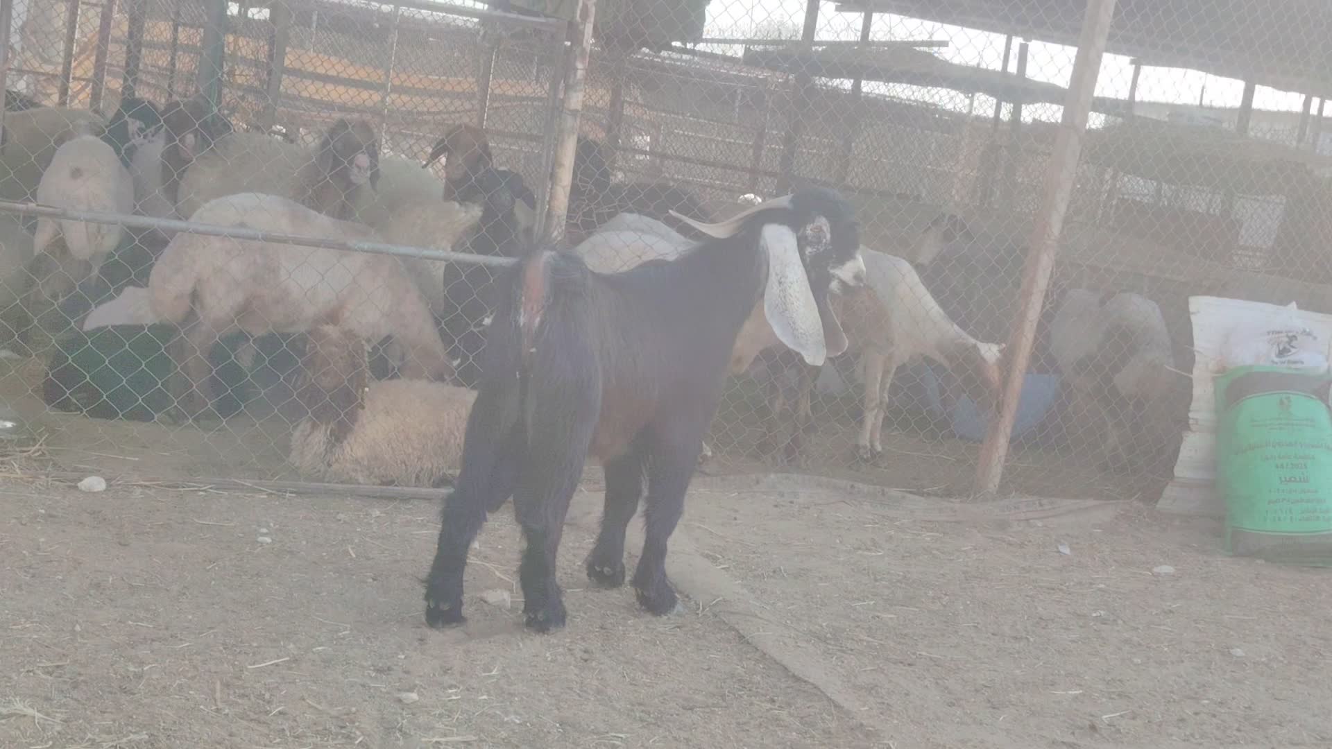 للبيع تيس فحل عارضي طيب - 3