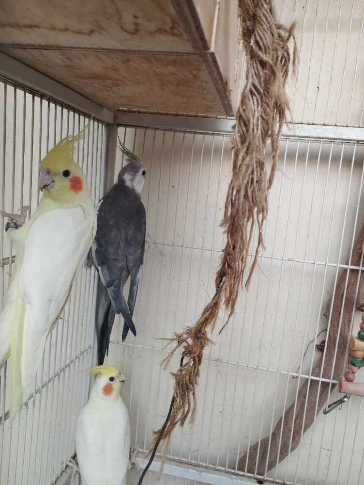 بلابل - 2