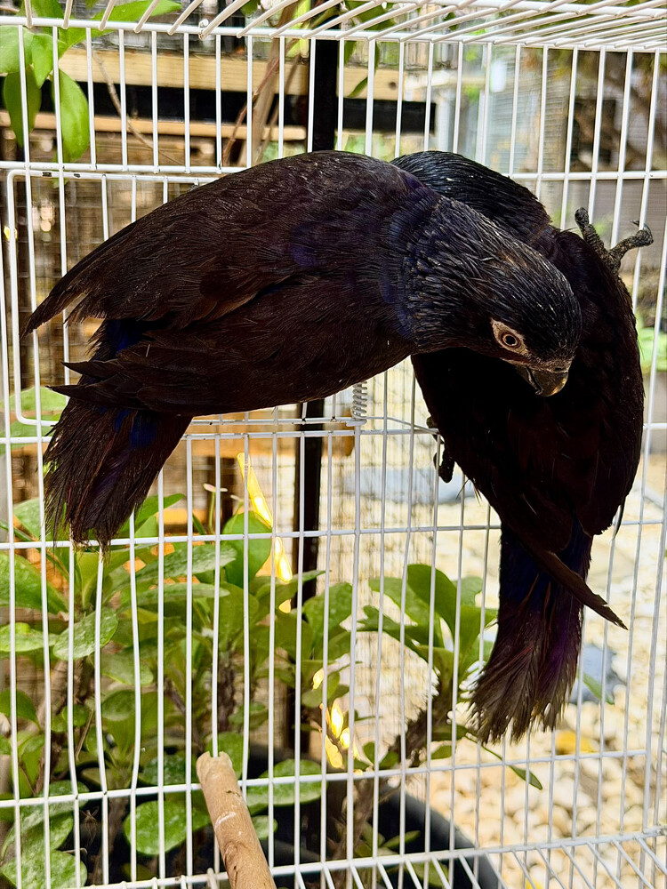 Black Lory - 2