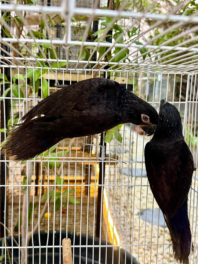 Black Lory - 1