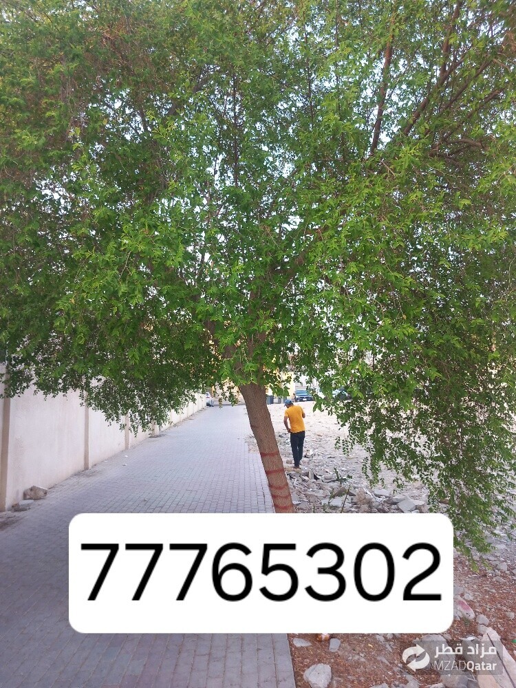 نقوم بتقطيع الاشجار والنخيل - 1