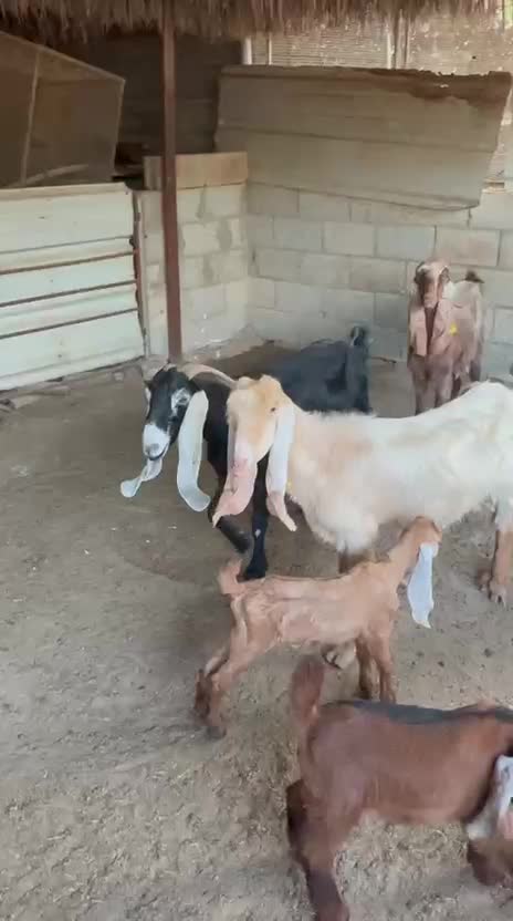 معزه عوارض وليد طيبه وروم شرط - 1