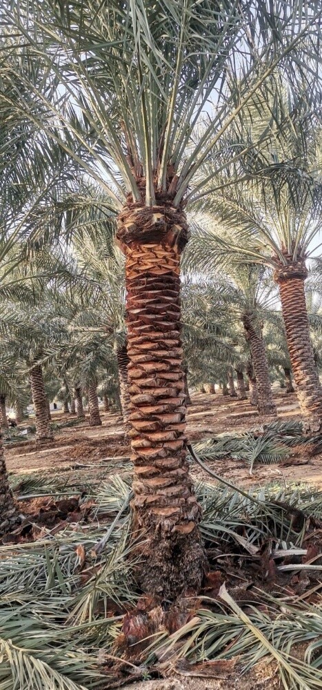 توريد وزراعة النخيل - 5
