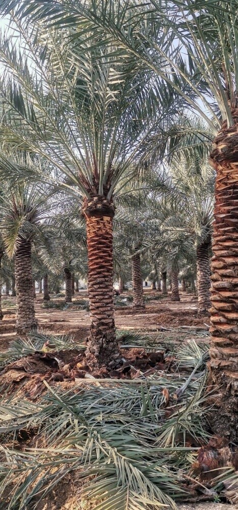 توريد وزراعة النخيل - 4