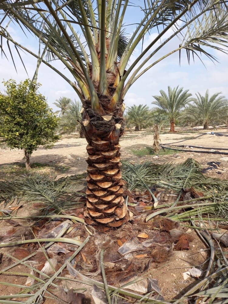 توريد وزراعة النخيل - 1