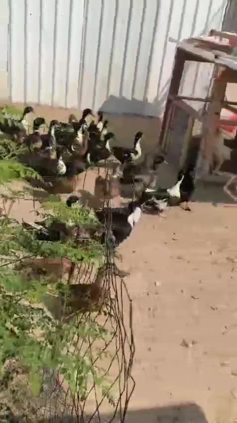 duck - 1